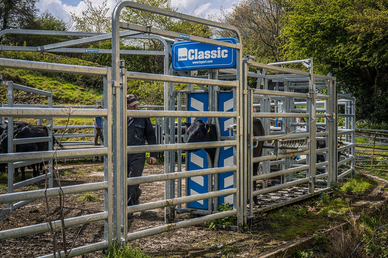 Improving the livestock handling in England | Te Pari Products